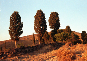 ZEISS IKON CONTAX II SONNAR 2/85